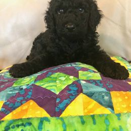 Labradoodle Puppies from Hippie Hollow Doodles