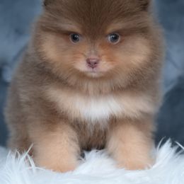 Valencia - Lavender female Pomeranian puppy in Fultonville, New York from Sandy Aussies & Pomeranians