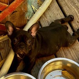 Mary - Brindle and white female French Bulldog puppy in Greenfield, Missouri from Hope Mountain French Bulldogs