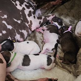 American Hairless Terrier puppies from Nekkid Ambition AHT's