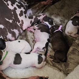 American Hairless Terrier puppies from Nekkid Ambition AHT's