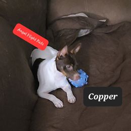 Copper (formerly Lil Chaco) - Rat Terrier puppy from Angel Flight Kennel
