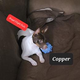 Copper (formerly Lil Chaco) - Rat Terrier puppy from Angel Flight Kennel