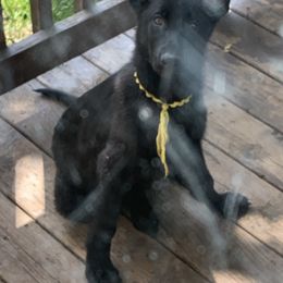 German Shepherd Puppies from Mcintire German Shepherds