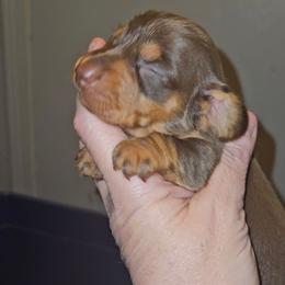 Girl 4 - Chocolate and tan female Dachshund puppy in Lansing, Michigan from Black Thunder 517 Cane Corso and Dachshunds and frenchies