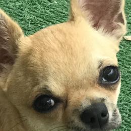 Chihuahuas from Tivoli Chihuahuas