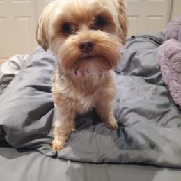 Rowdy - Yorkshire Terrier