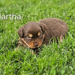 Martha - Red tri female Miniature Australian Shepherd puppy in Owensboro, Kentucky from JnT's Bluegrass Mini Aussies