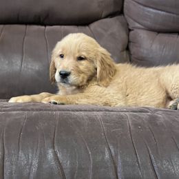 John Wayne - Dark golden male Golden Retriever puppy in Concho, Arizona from Red Sky Ranch