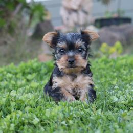 Yorkshire Terrier Puppies from Mr.Yorkie