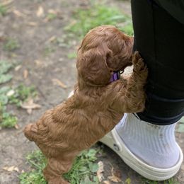 Cockapoo and Rottweiler Puppies from RJ Rotts - Beachy Family Cockapoos