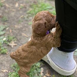 Cockapoo and Rottweiler Puppies from RJ Rotts - Beachy Family Cockapoos