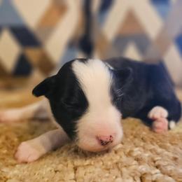 Oregano - Black and white male Border Collie puppy in Dewey, Arizona from Fásach Stockdogs