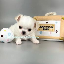 Salt - White male Chihuahua puppy in Anderson, South Carolina from Lil Treasures Chihuahuas