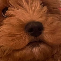 Australian Labradoodle Puppies from Llewellyn's Grove Labradoodles