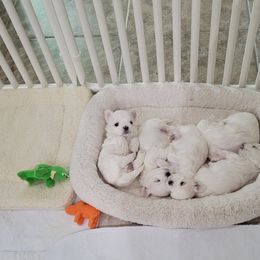 Maltese Puppies from Cher Chien Maltese