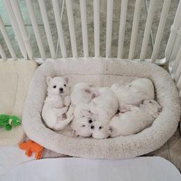 Maltese Puppies from Cher Chien Maltese