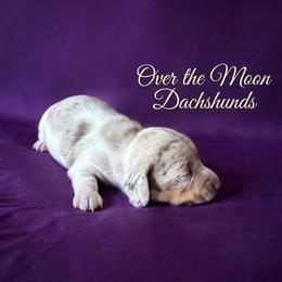 Molly - Dapple female Dachshund puppy in Corona, Ca Hemet, Ca, California from Over The Moon Dachshunds and Doodles