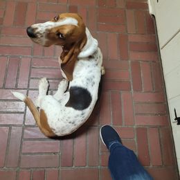 Basset Hound All Grown Up from Hidden Heart Basset Hounds