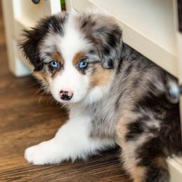 Koda - Blue merle male Miniature American Shepherd puppy in Tonopah, Arizona from King's Miniature American Shepherds