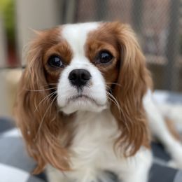 Reign - Cavalier King Charles Spaniel