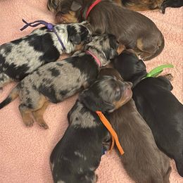 ON HOLD - Merle Male - Orange Collar - Merle male Cavapoo puppy in Herriman, Utah from Gypsi Doodles & Poodles LLC.