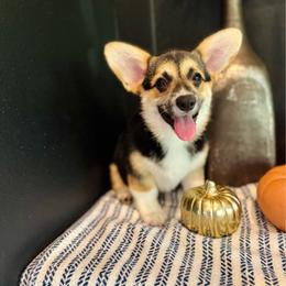 Lulu's Orange Girl - Ready NOW - Black and tan female Pembroke Welsh Corgi puppy in Vilonia, Arkansas from Lucky Pups Corgis