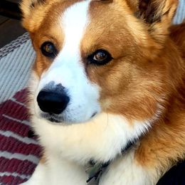 Pembroke Welsh Corgis from Corgis of Powell