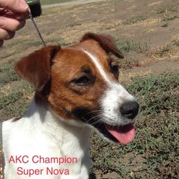 Jack Russell Terriers from Happy Jack Farm