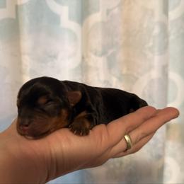 Girl - Black and tan female Yorkshire Terrier puppy in Boone, North Carolina from Coffeycup Yorkies