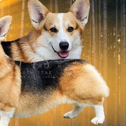 Busta - Pembroke Welsh Corgi