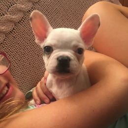 French Bulldog Puppies from 805 Founding Frenchies