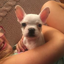 French Bulldog Puppies from 805 Founding Frenchies