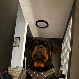 Rottweiler Puppies from Von Der Hing Rottweilers