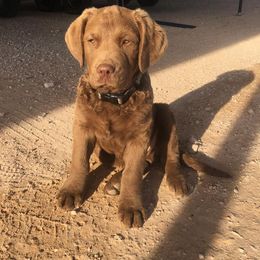 Chesapeake Bay Retriever Puppies from Yellow Town Chesapeake’s