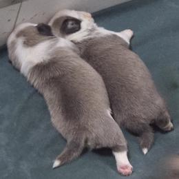Pug Puppies from Royal House of Pugs