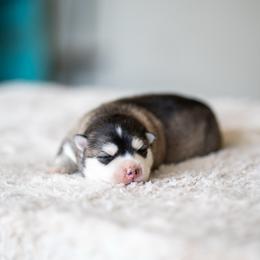 Jerry - Black and white male Pomsky puppy in San Mateo, California from The Pomsky Garden