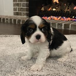 Cavalier King Charles Spaniel Puppies from Ridgefield Cavaliers