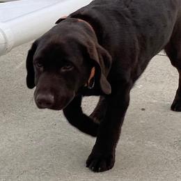 Remington - Chocolate male Labrador Retriever puppy in Maynardville, Tennessee from Three Bears Labradors
