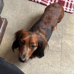 Bennie - Dapple female Dachshund puppy in Crosby, Texas from House of Slinkys