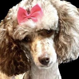 Fancy - Goldendoodle