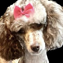 Fancy - Goldendoodle