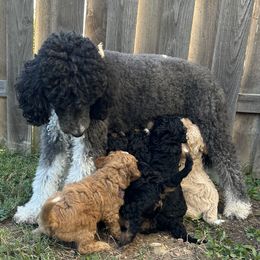 Assorted Doodle Crosses and Aussiedoodle Puppies from Parrish Precious Ones Missouri