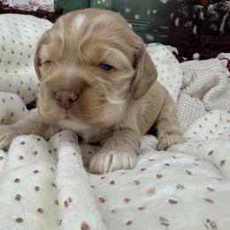 American Corgi, Basset Hound, and Cocker Spaniel Puppies from Oak Hollow Farms