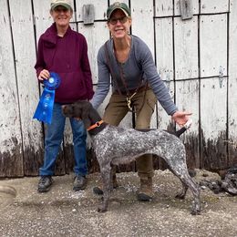 German Shorthaired Pointer All Grown Up from Mull Valley Kennel
