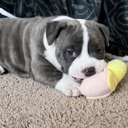 American Staffordshire Terrier Puppies from Explicit Amstaffs Of New England