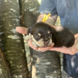 Yellow collar - Liver male Miniature Schnauzer puppy in Tacoma, Washington from AKC Nordwest Schnauzers