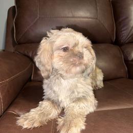 Cyrus - Shih Tzu