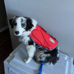 Miniature American Shepherd Puppies from Fuzzbottom Miniature American Shepherd