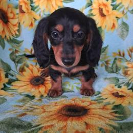 Copper - Black and tan male Dachshund puppy in Branford, Florida from Mbjs Doxies and chihuahuas